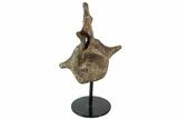 Triceratops Caudal Vertebrae On Stand - North Dakota #77966-1